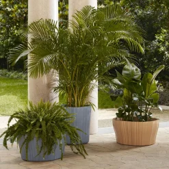 Corteza Coffee Table